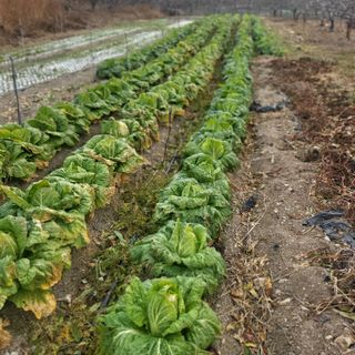 방촌대장님의 배추 · 수확 작성글 사진
