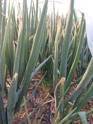 이재훈님의 12월 내 작물 자랑하기 · 참여글 작성글 사진