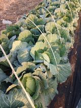 팜모닝 12월 내 작물 자랑하기·참여글 게시글 이미지