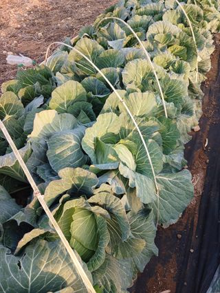 이재훈님의 12월 내 작물 자랑하기 · 참여글 작성글 사진