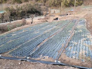 푸른눈늑대님의 12월 내 작물 자랑하기 · 참여글 작성글 사진