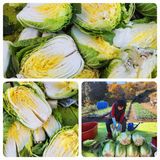 팜모닝 12월 내 작물 자랑하기·참여글 게시글 이미지