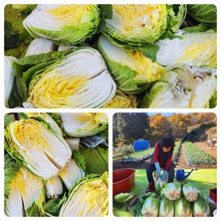 이세순님의 12월 내 작물 자랑하기 · 참여글 작성글 사진