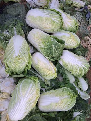 온시디움님의 12월 내 작물 자랑하기 · 참여글 작성글 사진