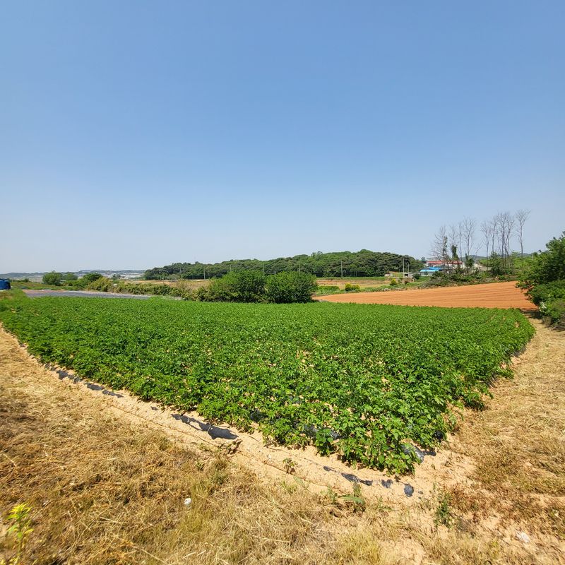 조범호님의 장터 판매 상품 [감자 종자 팝니다.] 첨부 사진