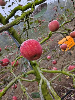 스마일님의 12월 내 작물 자랑하기 · 참여글 작성글 사진