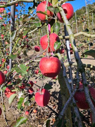 스마일님의 12월 내 작물 자랑하기 · 참여글 작성글 사진