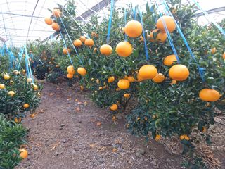 호호농장님의 귤 · 일상 작성글 사진