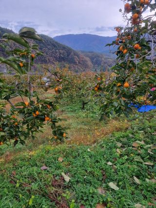 사과와곶감님의 12월 내 작물 자랑하기 · 참여글 작성글 사진