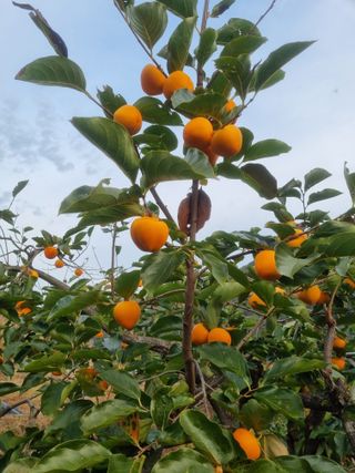 사과와곶감님의 12월 내 작물 자랑하기 · 참여글 작성글 사진