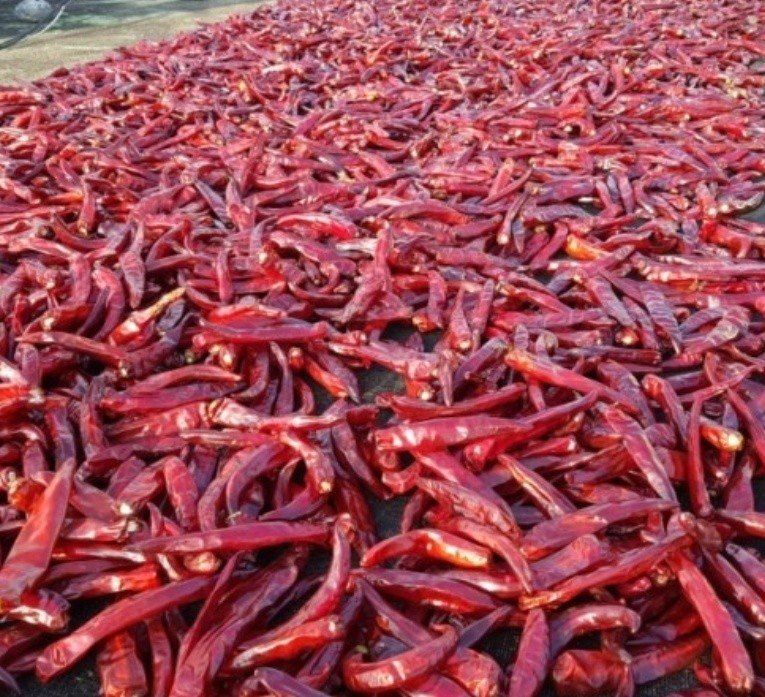 장금이1님의 장터 판매 상품 [태양초 고추가루 할인행사 5근 80.000] 첨부 사진