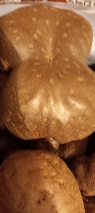 사과15865김도화님의 12월 내 작물 자랑하기 · 참여글 작성글 사진