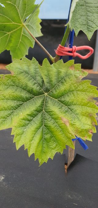 ♡ 예린농원 농장님의 포도 · 병해충상담 작성글 사진