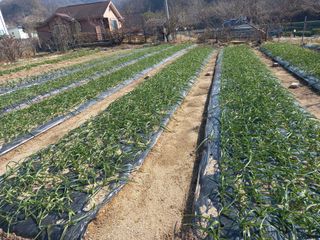 땅땅님의 12월 내 작물 자랑하기 · 참여글 작성글 사진