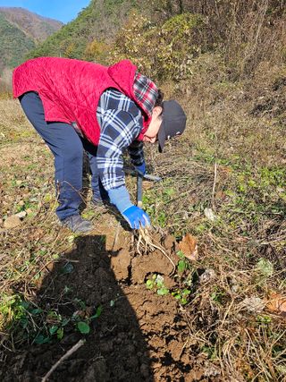 흑도라지흑청 정현숙님의 12월 내 작물 자랑하기 · 참여글 작성글 사진