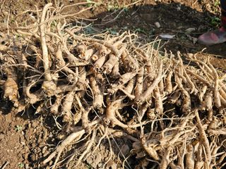 흑도라지흑청 정현숙님의 12월 내 작물 자랑하기 · 참여글 작성글 사진