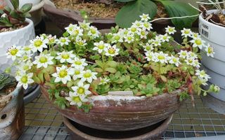 꽃,1429님의 12월 내 작물 자랑하기 · 참여글 작성글 사진