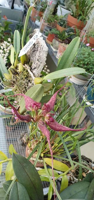 꽃,1429님의 12월 내 작물 자랑하기 · 참여글 작성글 사진