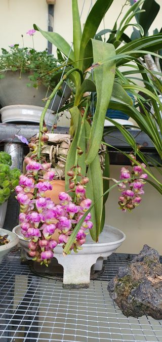 꽃,1429님의 12월 내 작물 자랑하기 · 참여글 작성글 사진