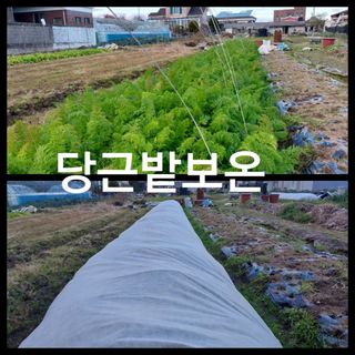 신토불이님의 12월 내 작물 자랑하기 · 참여글 작성글 사진