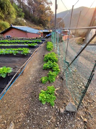 김윤철님의 12월 내 작물 자랑하기 · 참여글 작성글 사진