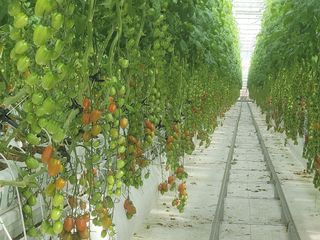 일대종사님의 12월 내 작물 자랑하기 · 참여글 작성글 사진