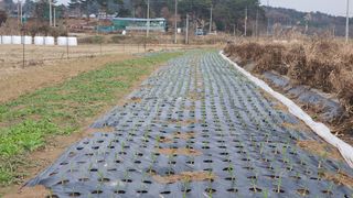 늘그자리에서님의 12월 내 작물 자랑하기 · 참여글 작성글 사진