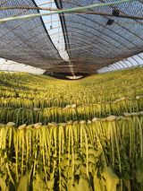 팜모닝 12월 내 작물 자랑하기·참여글 게시글 이미지