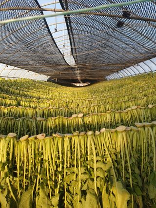 수박오이고추님의 12월 내 작물 자랑하기 · 참여글 작성글 사진