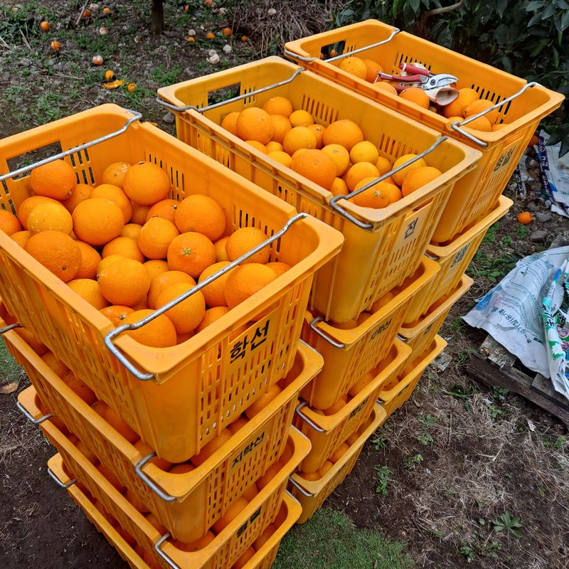 장터 상품 [노지 황금향 10키로] 썸네일