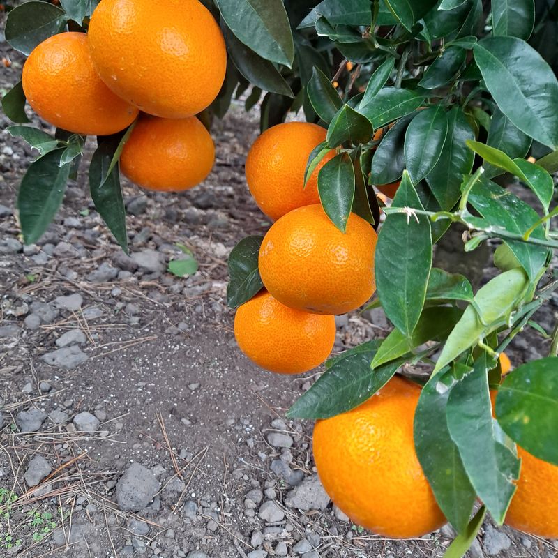 한라봉님의 장터 판매 상품 [노지 황금향 10키로] 첨부 사진