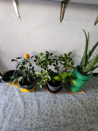 신평식님의 12월 내 작물 자랑하기 · 참여글 작성글 사진