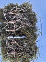 팜모닝 12월 내 작물 자랑하기·참여글 게시글 이미지