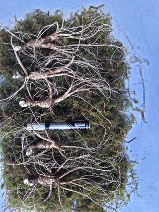 산양산삼님의 12월 내 작물 자랑하기 · 참여글 작성글 사진