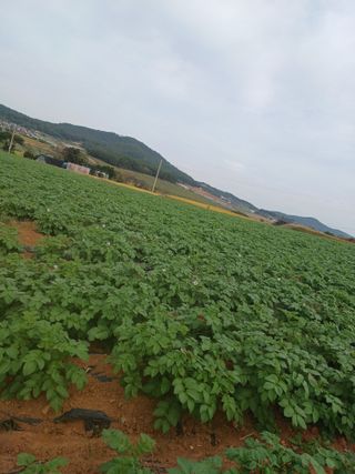 결단이님의 12월 내 작물 자랑하기 · 참여글 작성글 사진