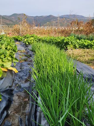 김영철님의 12월 내 작물 자랑하기 · 참여글 작성글 사진