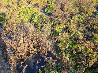 단삼님의 12월 내 작물 자랑하기 · 참여글 작성글 사진