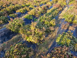 단삼님의 12월 내 작물 자랑하기 · 참여글 작성글 사진