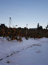 팜모닝 12월 내 작물 자랑하기·참여글 게시글 이미지