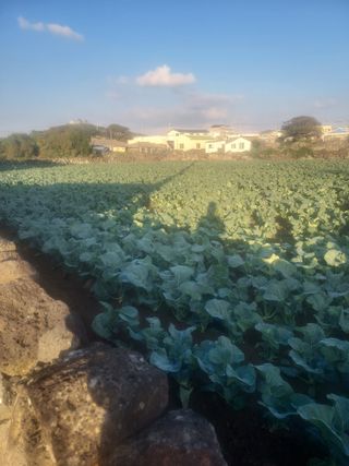 나는멋쟁이님의 12월 내 작물 자랑하기 · 참여글 작성글 사진