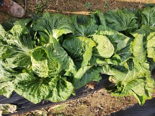  청계유정란 박진균님의 자유주제 · 사진전 작성글 사진