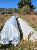 팜모닝 12월 내 작물 자랑하기·참여글 게시글 이미지