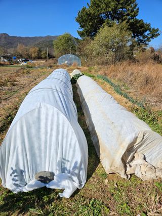 장문업 님의 12월 내 작물 자랑하기 · 참여글 작성글 사진