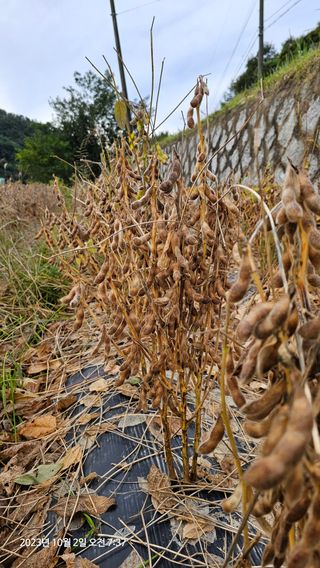 과학농업님의 12월 내 작물 자랑하기 · 참여글 작성글 사진