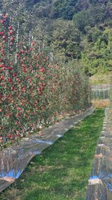 팜모닝 12월 내 작물 자랑하기·참여글 게시글 이미지