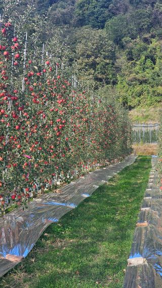 김희철님의 12월 내 작물 자랑하기 · 참여글 작성글 사진
