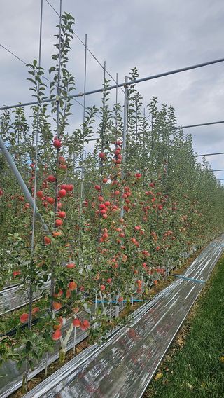 김희철님의 12월 내 작물 자랑하기 · 참여글 작성글 사진