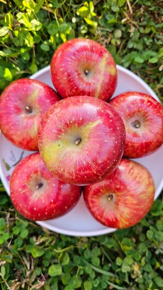 김희철님의 12월 내 작물 자랑하기 · 참여글 작성글 사진