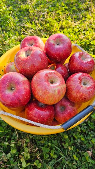 김희철님의 12월 내 작물 자랑하기 · 참여글 작성글 사진