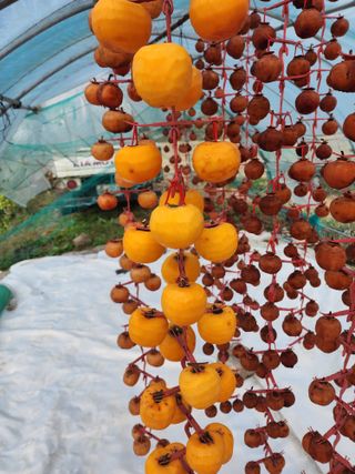 최철규님의 12월 내 작물 자랑하기 · 참여글 작성글 사진